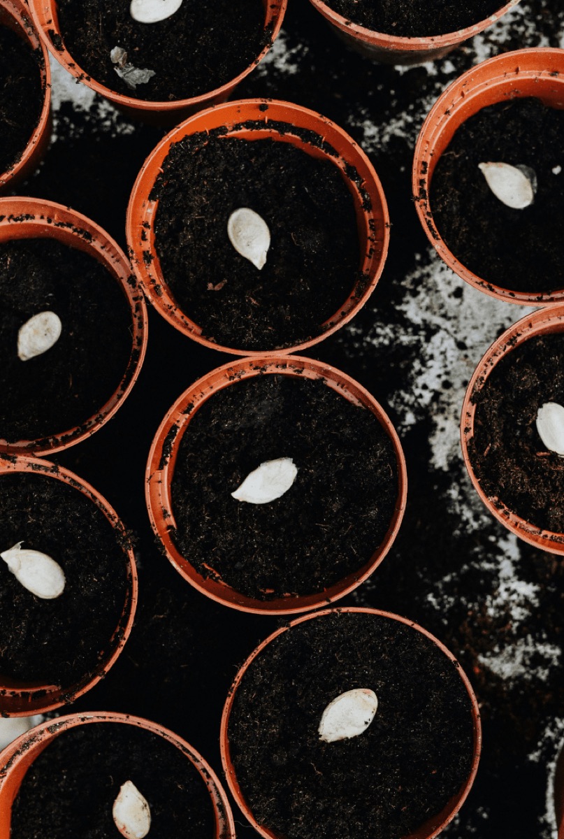 Beginner-Friendly Seeds