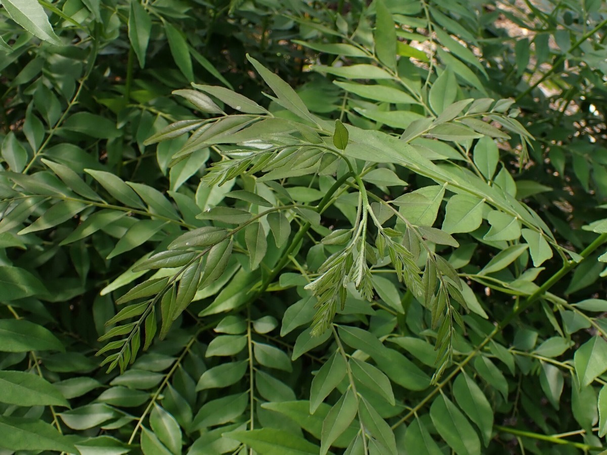 Curryleaf
