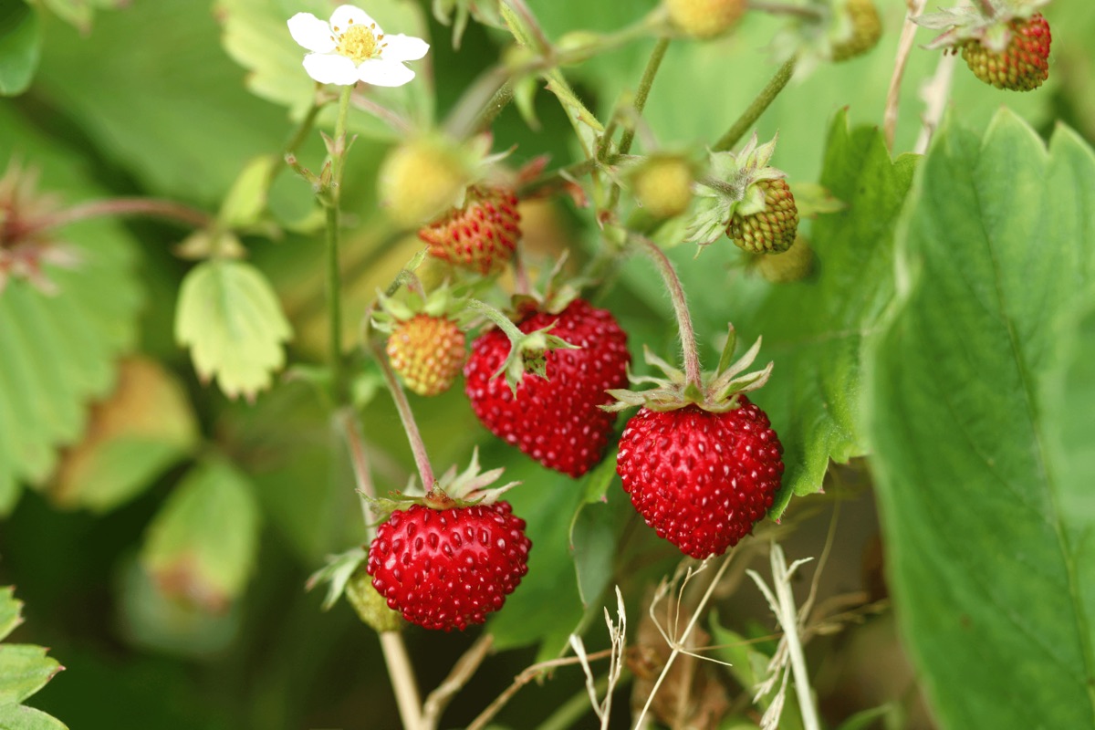 Fruits & Berries